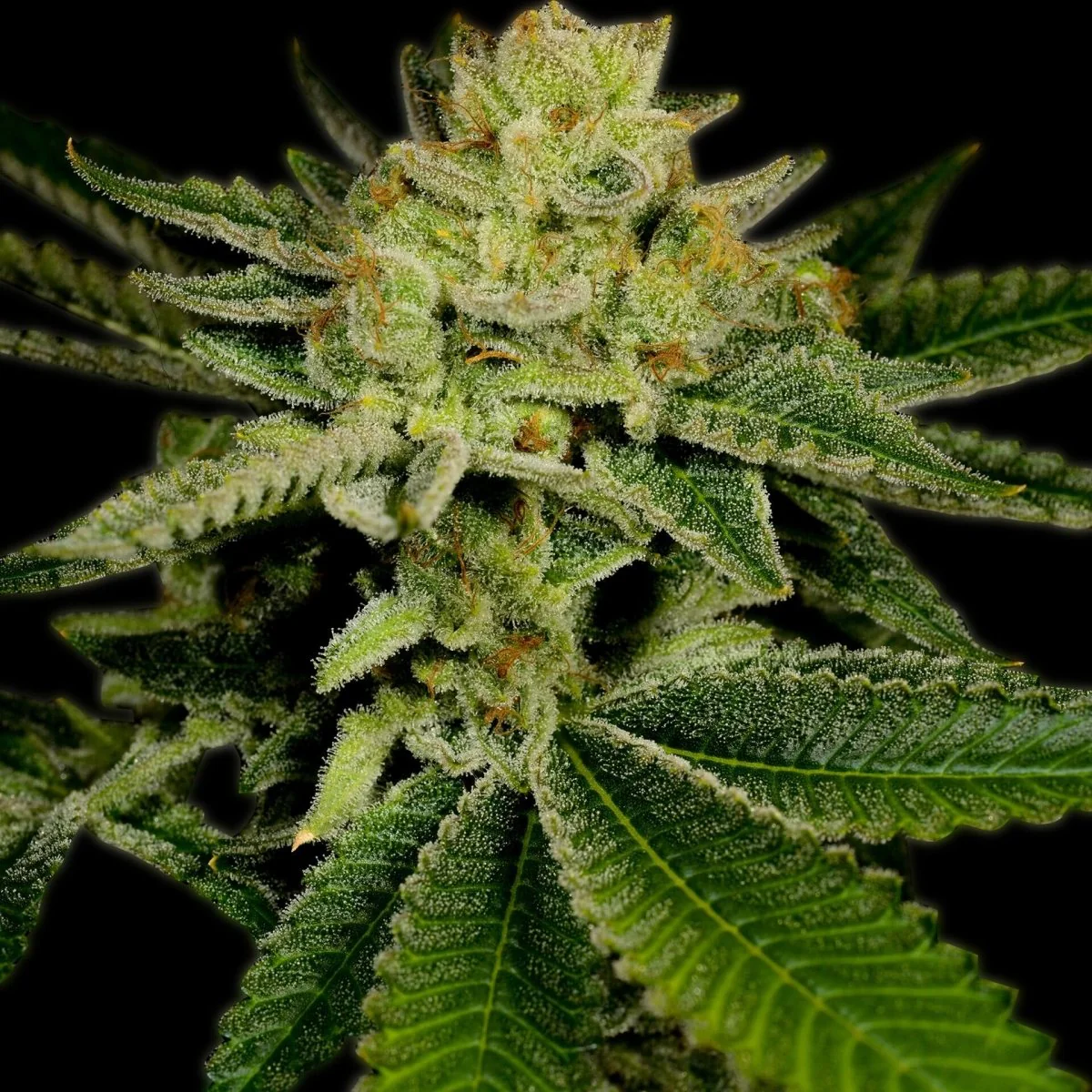 AK-47 current growing preview