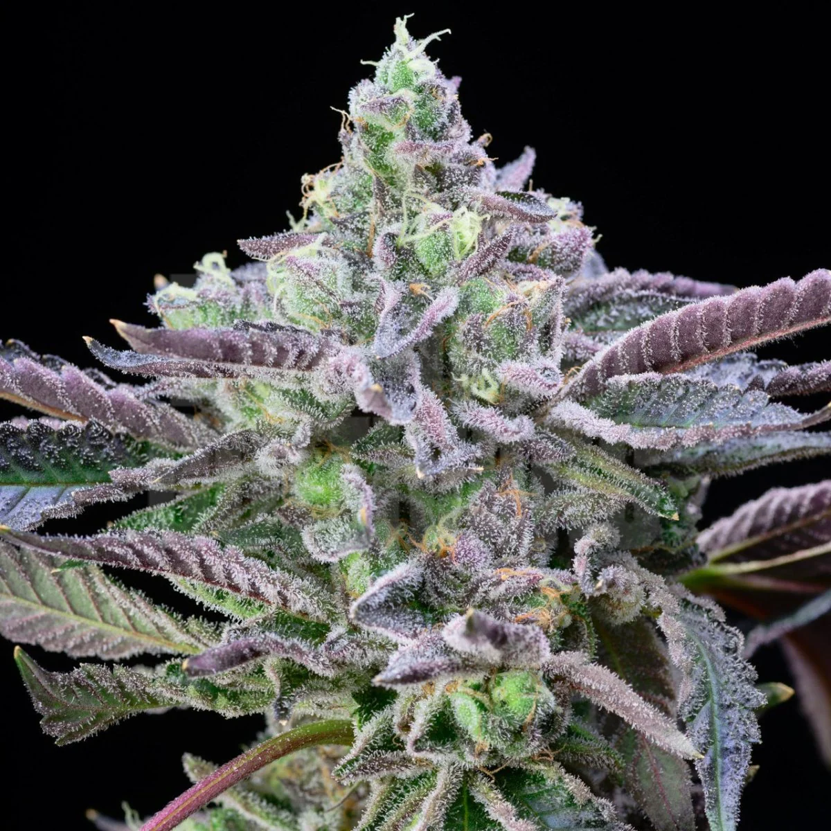 Alien Cookies current growing preview