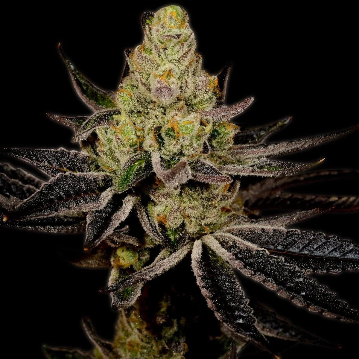 Granddaddy Purp current growing preview