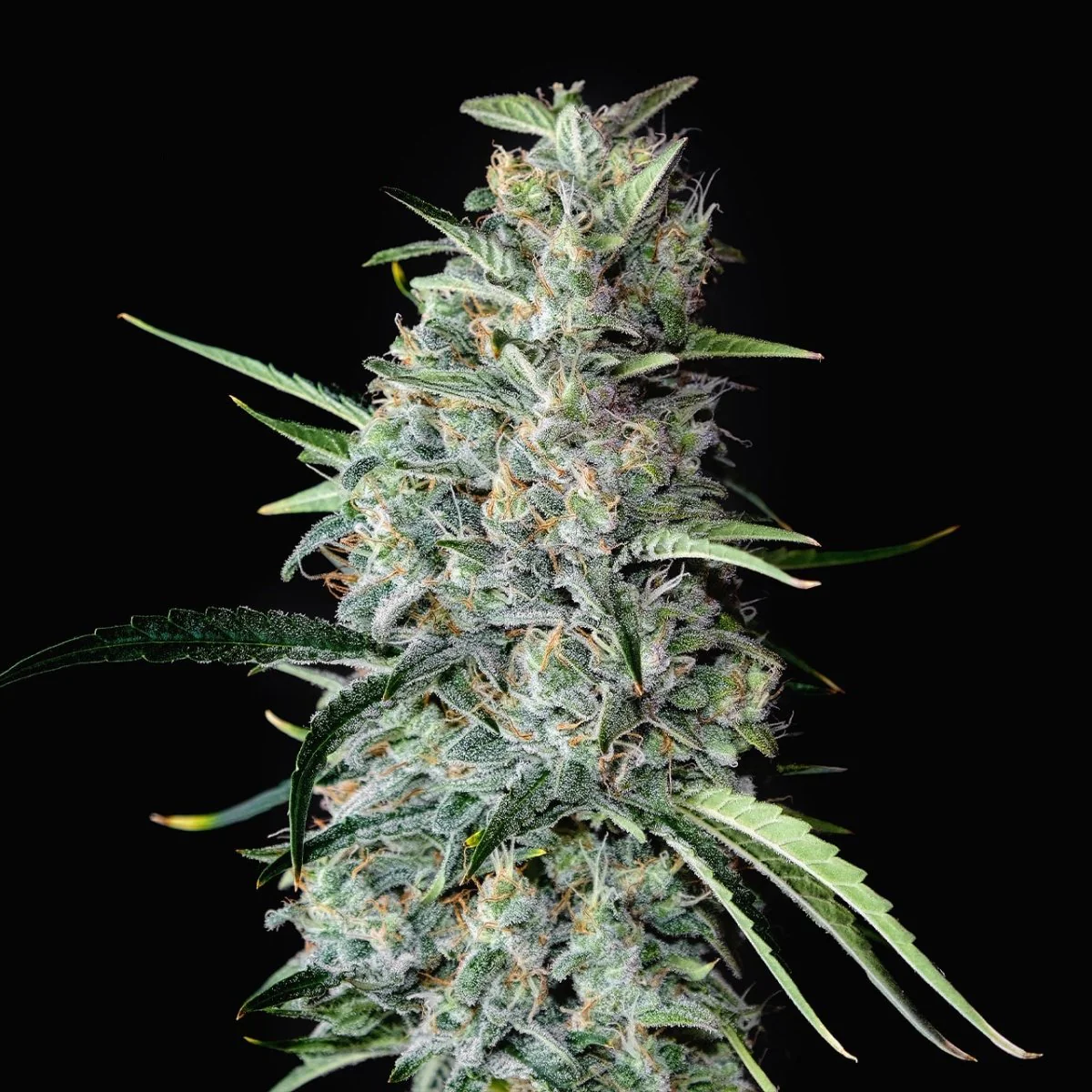 MK Ultra current growing preview