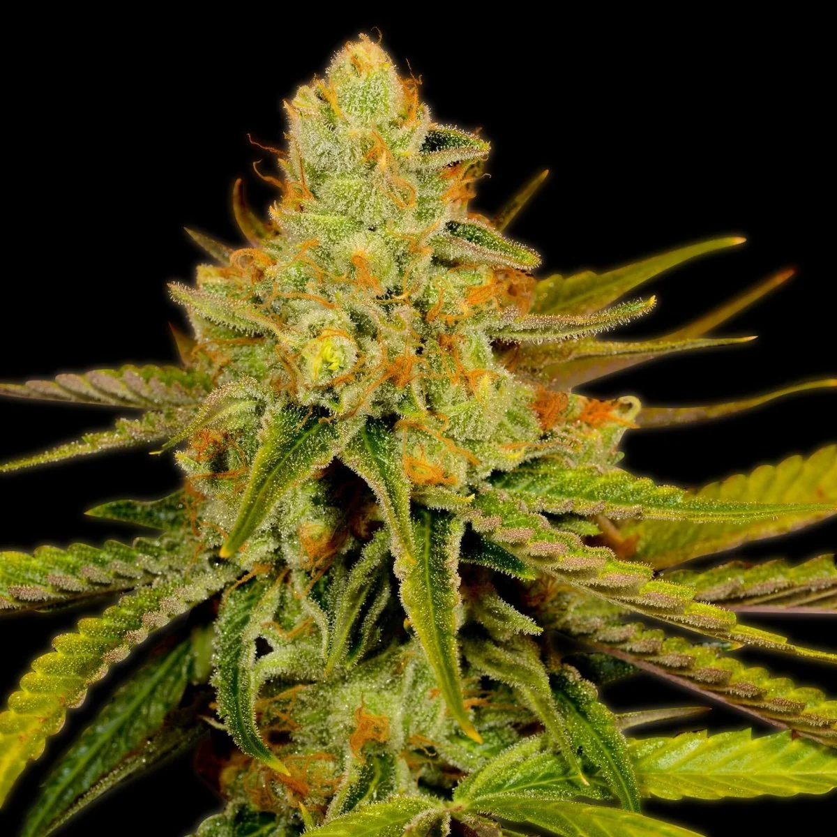 Sour Tangie current growing preview